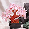 Bonsai z růženínu - dekorace domů a kanceláře
