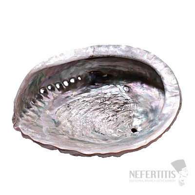Abalone polished shell smoking bowl L 16 to 18 cm