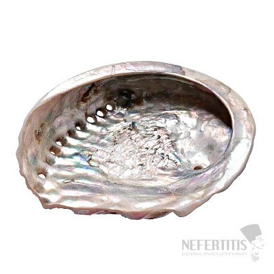 Abalone polished shell smoking bowl S 10 to 11 cm