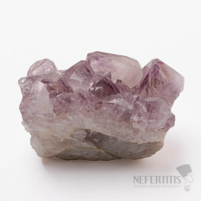 Amethyst-Kaktus-Druse JAR 22
