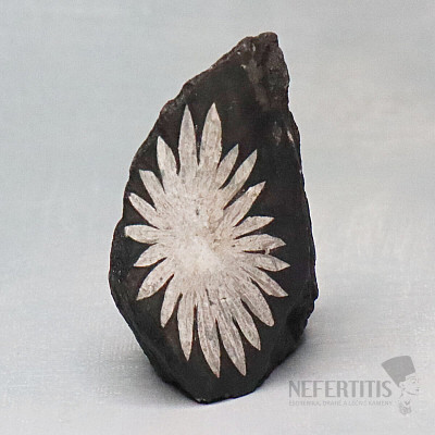 Chrysanthemum Stone China 4