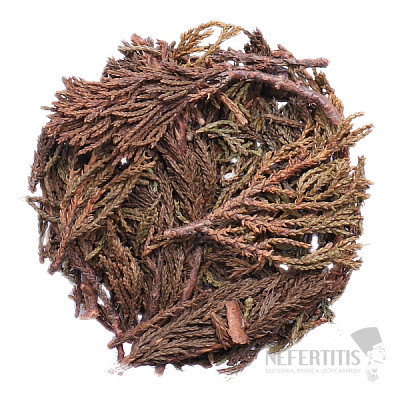 Himalayan juniper - twigs