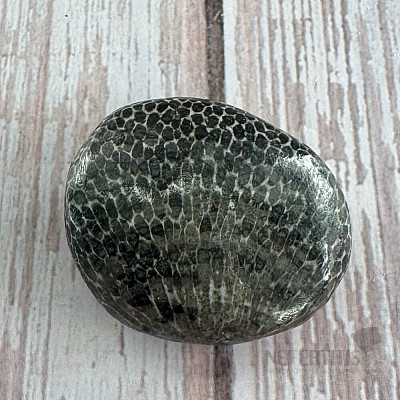 Schwarze getrommelte fossile Koralle Marokko 9