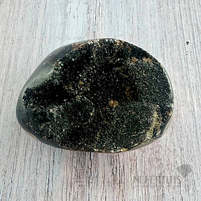 Septoria drusa Madagaskar 16