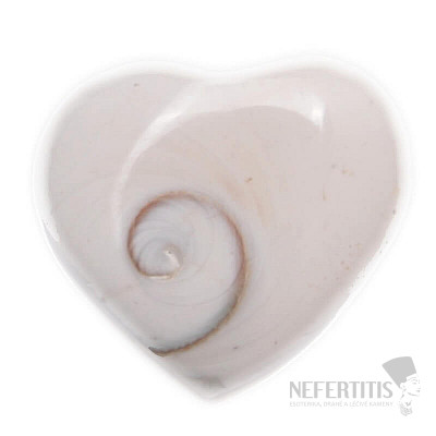 Shiva conch Madagascar heart
