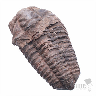 Trilobit cena