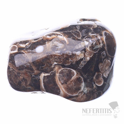 Turritella tumbled