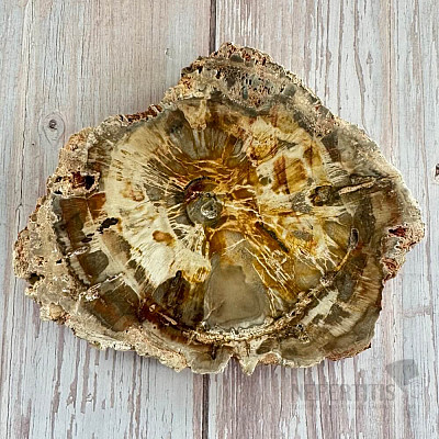 Versteinertes Holz, polierter Schnitt 13