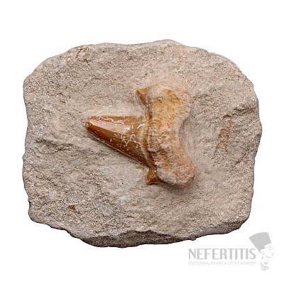 Shark tooth in parent rock