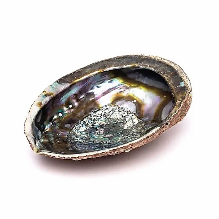 Paua mušle leštěná vykuřovací miska 14 - 16 cm - cca 14 až 16 cm