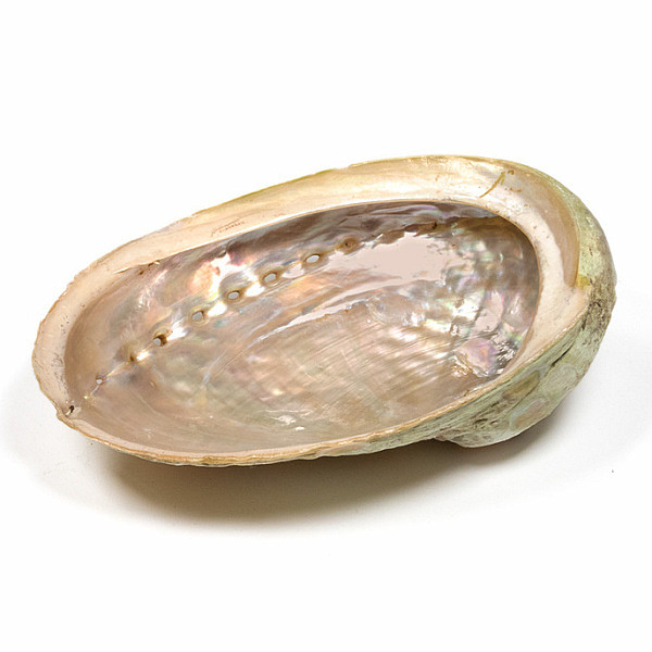 Abalon mušle leštěná vykuřovací miska L 16 až 18 cm - cca 16,5 až 18 cm