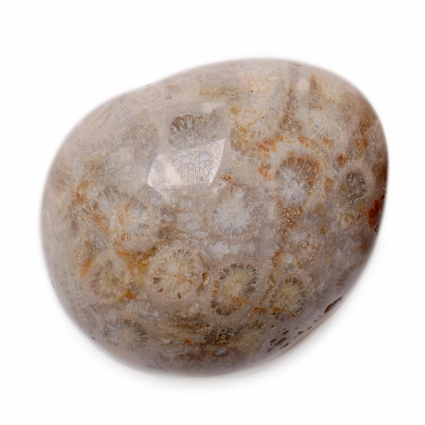 Zkamenělý korál tromlovaný - XL - cca 3 - 4 cm