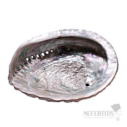 Räucherschale aus polierter Abalone-Muschel, L 16 bis 18 cm