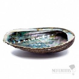 Paua shell polished smoking bowl 12 - 16 cm