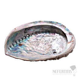 Abalone shell polished smoking bowl M 15 to 16 cm