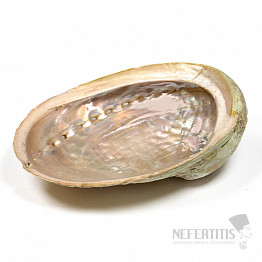 Räucherkopf aus polierter Abalone-Muschel L 16 bis 18 cm