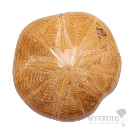 Seeigel - Fossil