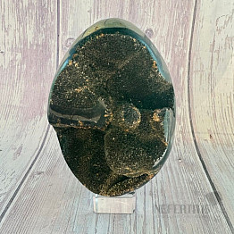 Septoria Dragon Egg Madagascar OS-8