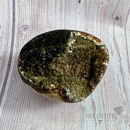 Septoria drusa Madagascar 28