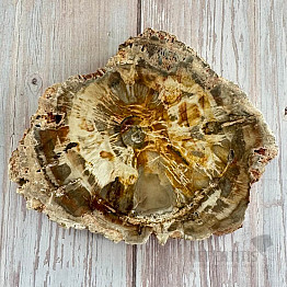 Versteinertes Holz, polierter Schnitt 13