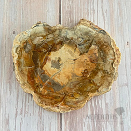 Petrified wood polished cut 14