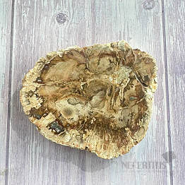 Petrified wood polished cut 19