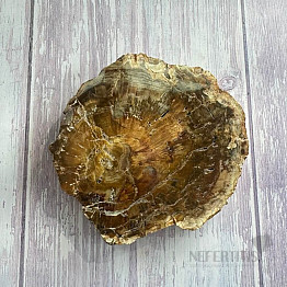 Petrified wood polished cut 22