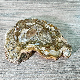 Petrified wood polished cut 11