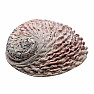 Abalon leštěná mušle vykuřovací miska L 16 až 18 cm