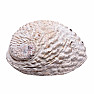 Abalon mušle leštěná vykuřovací miska M 15 až 16 cm