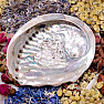 Abalon leštěná mušle vykuřovací miska S 10 až 11 cm
