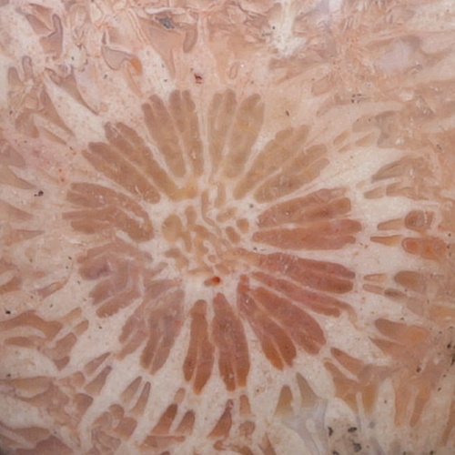 Korál fosilní indonéský detail pro FB 3